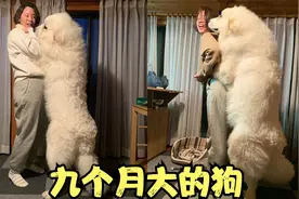 9个月大的狗狗体重80斤，站起来和主人一样高，这是啥品种啊？