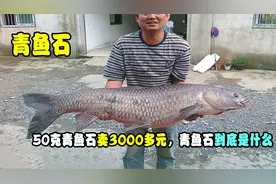 100斤大青鱼取出50克青鱼石，卖到3000多元，青鱼石到底是什么视频封面