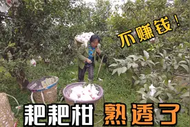 今年眉山的耙耙柑采摘了，因天气原因今年果农亏的惨，收购价2元视频封面