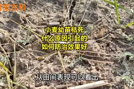 小麦幼苗枯死，是什么原因引起的，如何防治效果好视频封面