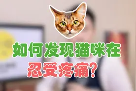 如何发现猫咪在忍受疼痛？视频封面