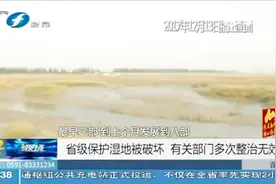 又到候鸟过冬时，泉州省级保护湿地被破坏，多次整治生态逐步恢复视频封面