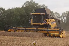 纽荷兰CR9090半履带收割机 农场收割麦子 机械原声作业视频封面