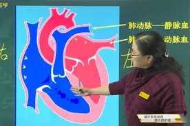护士知识02循环系统：肺动脉-静脉血；肺静脉-动脉血的特点