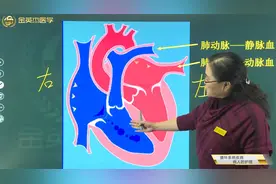 护士知识02循环系统：肺动脉-静脉血；肺静脉-动脉血的特点