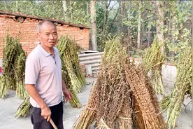 实拍河南驻马店芝麻大丰收，1亩地能赚多少钱？农民伯伯乐开了花