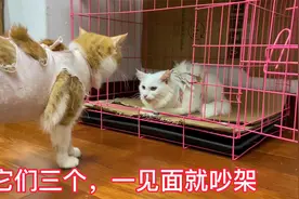 外卖小哥收养的一屋流浪猫经常打架，帮它们穿上盔甲，又打又骂