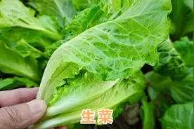 生菜所含的特殊物质功效厉害了，能解决很多人的健康大问题视频封面