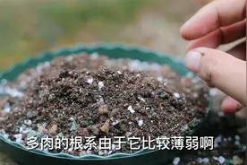 种多肉用什么土？园艺师教你，用多肉植物营养土，什么多肉都通用视频封面