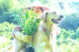 正确的烹饪方法，让野麦菜变成莴笋