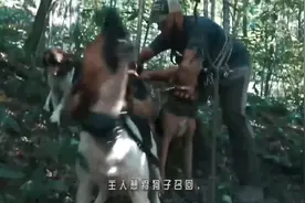 5只猎犬围住大树狂吠不止，主人走近朝树上一看视频封面