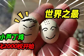 孵化2000只芦丁鸡蛋，第一批稳稳到家，孵化箱组装紧联小鸡出壳率视频封面