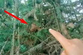 农村小伙琢磨出寻找马蜂窝技巧，蜂窝藏在哪都能找到，厉害