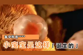 一颗小小受精卵到可爱宝宝全过程，每一秒都很震撼，妈妈很伟大