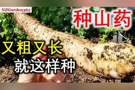 不用管子不用挖，也能轻轻松松在家种出又粗又壮的山药视频封面