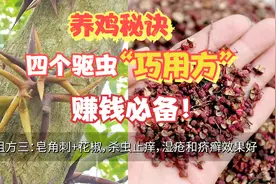 老兽医汇总了四个家禽驱虫必备巧用方，赚钱少不了！视频封面