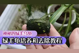 绿毛龟如何培养？养出绿毛龟很容易，绿毛龟培养教程龟甲绿藻去除