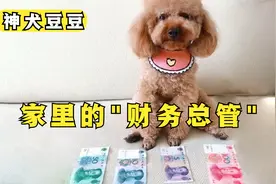 神宠豆豆：一只会叫“妈妈”的泰迪，你觉得他的智商有多高呢