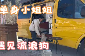 单身小姐姐自驾全国，一条流浪狗跟了我3天，后续会怎么样呢？视频封面