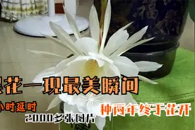 实拍昙花开谢全过程，6小时2000多张延时，昙花一现最美瞬间视频封面