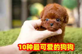 卡哇伊！10种最可爱的狗狗，老夫的小心脏要萌坏了视频封面