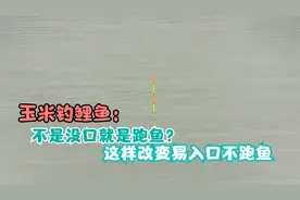 用玉米钓鲤鱼，这几方面很重要，否则看不到口还容易跑鱼！视频封面