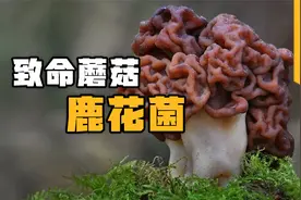 长得像脑花，毒得像河豚，芬兰人为何爱吃这种致命蘑菇？视频封面