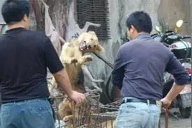 吃掉400万只狗，肉狗养殖泛滥，玉林成主要消耗地视频封面