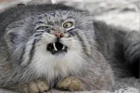猫中警察最凶猛？探秘这种猫科动物的奇怪之处！视频封面