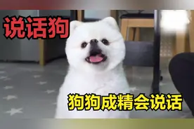 狗狗能“说话”，成功走红网络，狗狗真的成精了吗