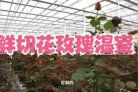 玫瑰种植无土栽培玻璃温室大棚超级模式视频封面