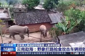 拦路抢食 攻击车辆！云南野象群一路北迁 “人象冲突”何解？视频封面