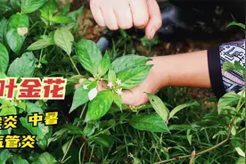 玉叶金花能清热解表，用于咽喉炎支气管炎中暑的一味草药，认识下视频封面