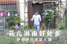 花儿淋雨好处多，补充养分改良土壤，雨后生长加速度