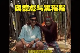 美女与黑猩猩的趣事视频封面