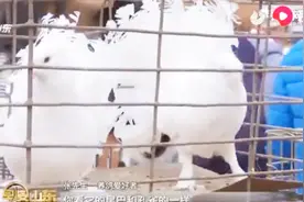 德州平原恩城鸽子节：各地观赏鸽让人大开眼界，一只价格一万五视频封面