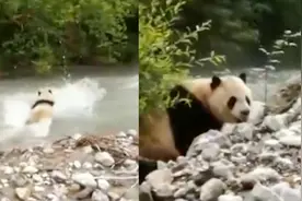 “乘风破浪”的熊猫！四川一大熊猫河里游泳，上演国宝式狗刨视频封面