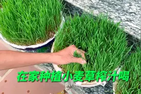 教你在家种小麦草，拿来榨汁喝，满满都是大自然的味道