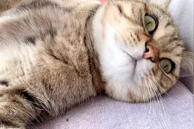 养猫前后女主人的变化有多大？单手拎起20斤猫砂爬楼，网友：真猛视频封面