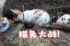 猫兔大战！兔子夫妇齐心协力，最终赶走入侵者，真是太痛快了！视频封面