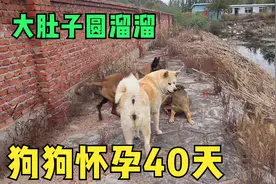 狗狗怀孕40天是什么样子？这只秋田犬肚子又大又圆，像个大皮球