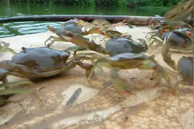 小池抓一堆青蟹苗，还去收购一大批往虾塘里放，计划要养一千只视频封面