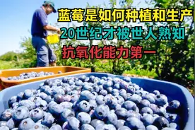 蓝莓是如何种植和生长的？20世纪才被世人熟知，抗氧化能力第一视频封面