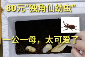 80元“独角仙幼虫”，整个孵化过程需要12个月，最后能破蛹成功吗