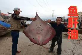 100多斤的魔鬼鱼鱼肝有钱都难买，阿胖山做鱼肝油，拌饭吃太香了