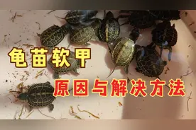 乌龟软甲怎么办？造成乌龟壳变软的两大原因，最好解决方法是预防