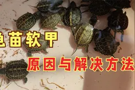 乌龟软甲怎么办？造成乌龟壳变软的两大原因，最好解决方法是预防视频封面