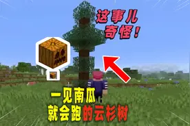 我的世界：一棵会移动的云杉树，它会跟着南瓜跑！视频封面