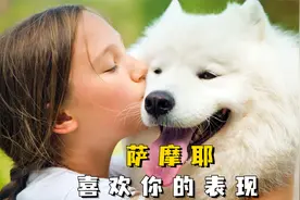 萨摩耶这些举动是在跟你表白哦，快看看你家的有没有！