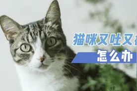 猫咪又吐又拉稀怎么办视频封面